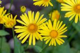 Doronicum orientale