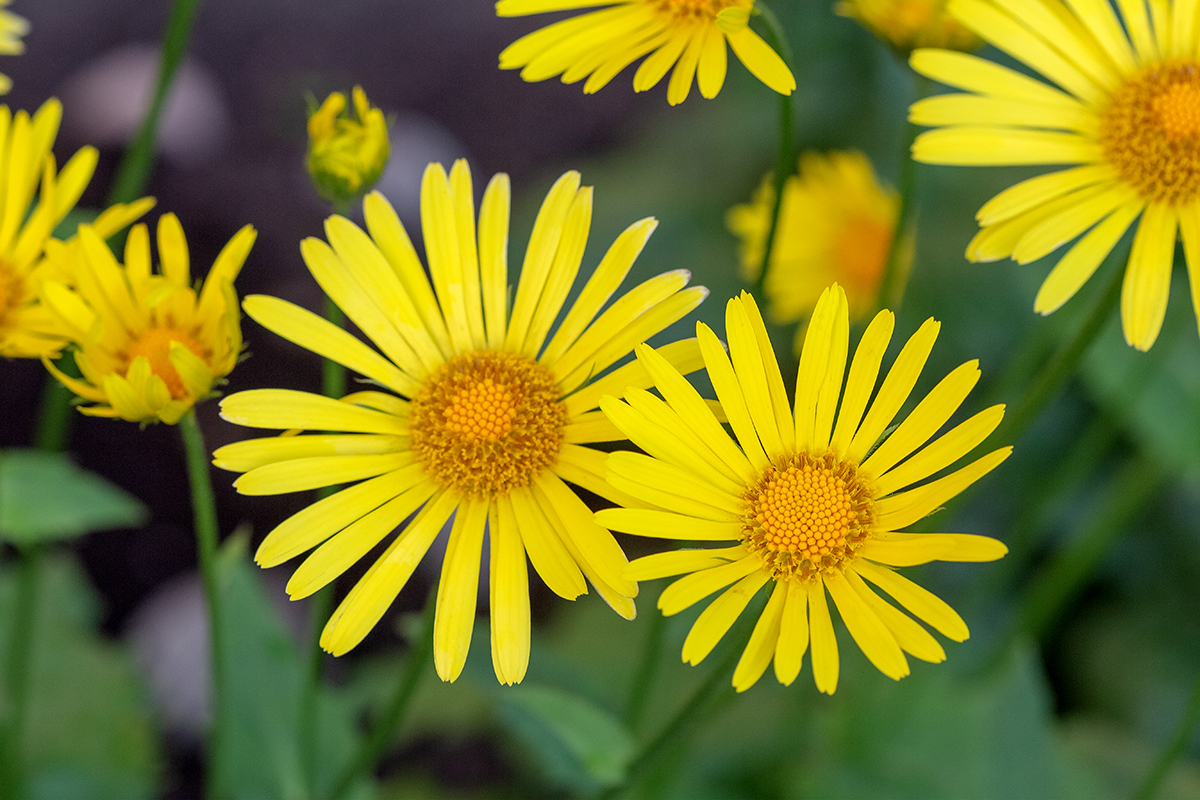 Image of Doronicum orientale specimen.