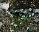 Arabis alpina