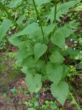 Phyteuma spicatum