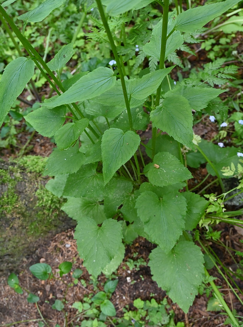 Image of Phyteuma spicatum specimen.
