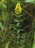 Lysimachia davurica