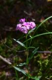 род Dianthus