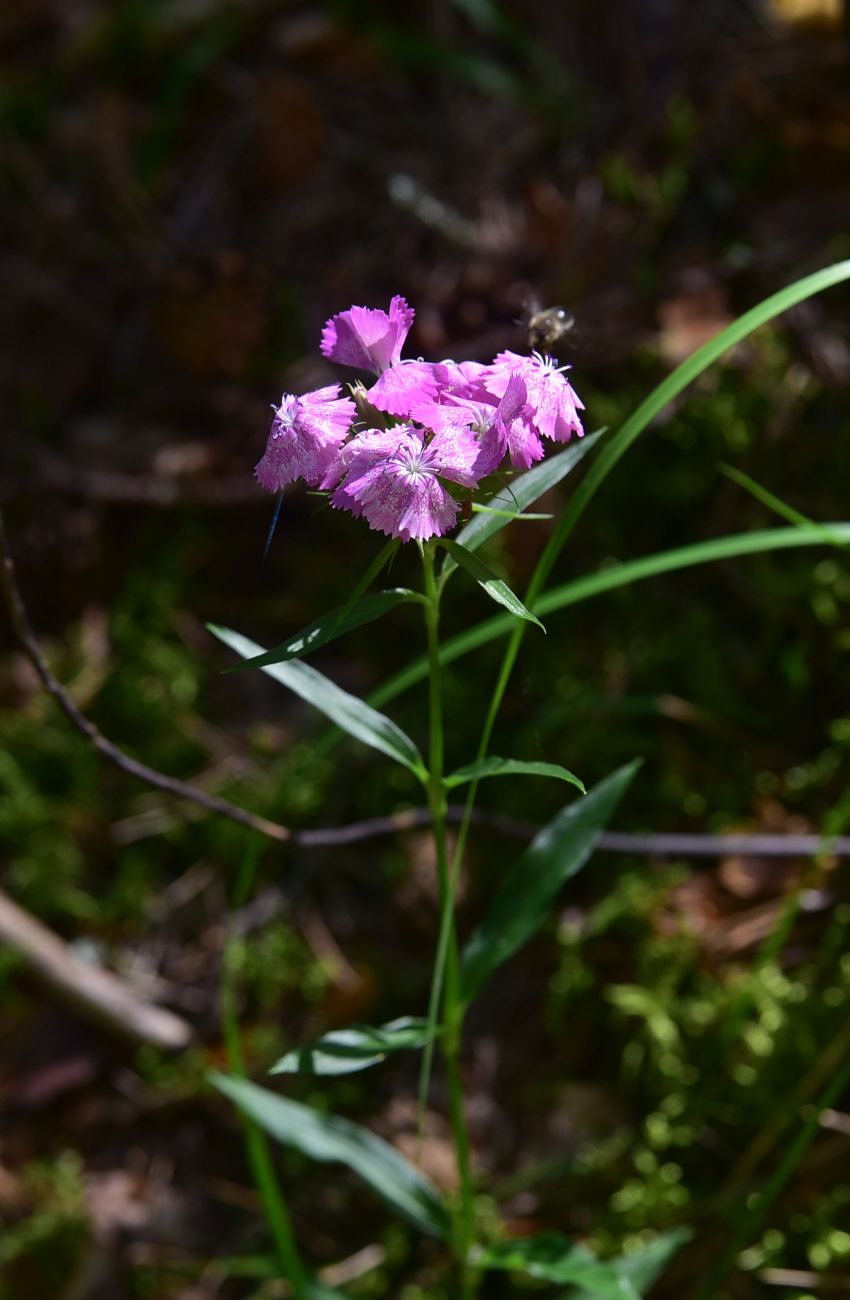 Изображение особи род Dianthus.