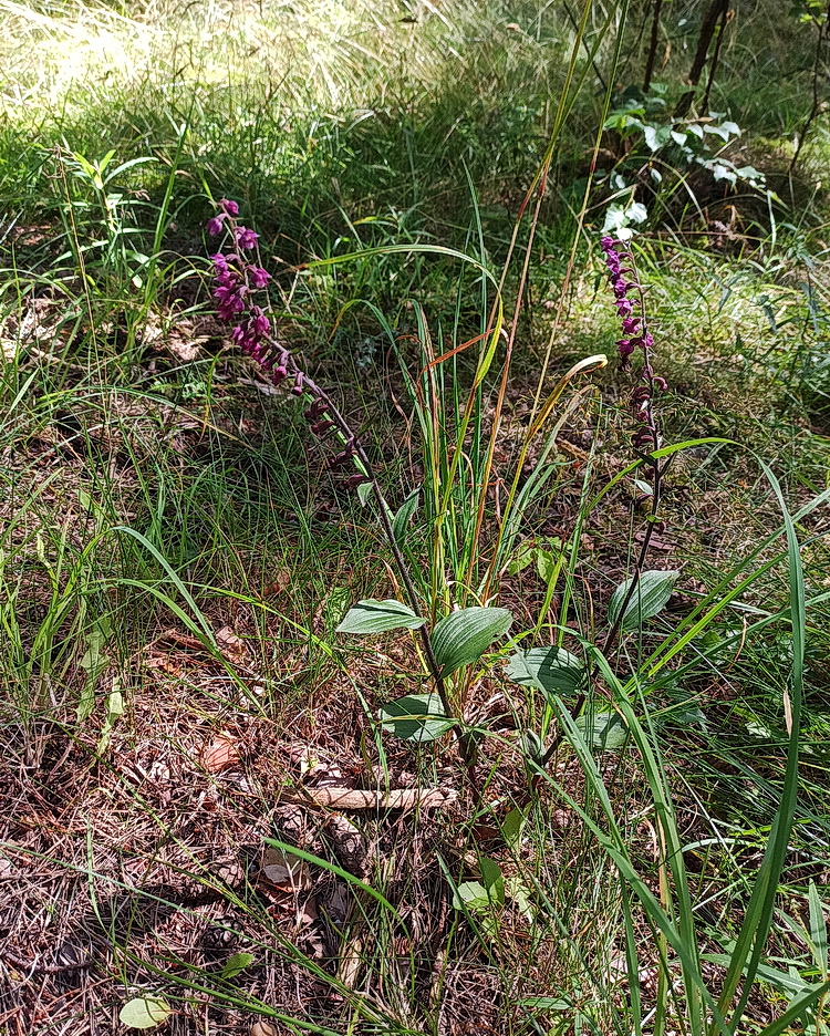 Image of Epipactis atrorubens specimen.