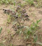 Nonea rossica
