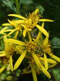 genus Senecio. Часть соцветия. Хабаровский край, окр. г. Комсомольск-на-Амуре, лиственный лес, обочина грунтовой дороги. 09.08.2025.
