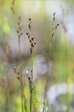 Juncus atrofuscus. Верхушка плодоносящего растения. Карелия, Лоухский р-н, окр. биостанции «Мыс Картеш»; берег Белого моря, приморский разнотравно-злаковый луг. 22.07.2025.