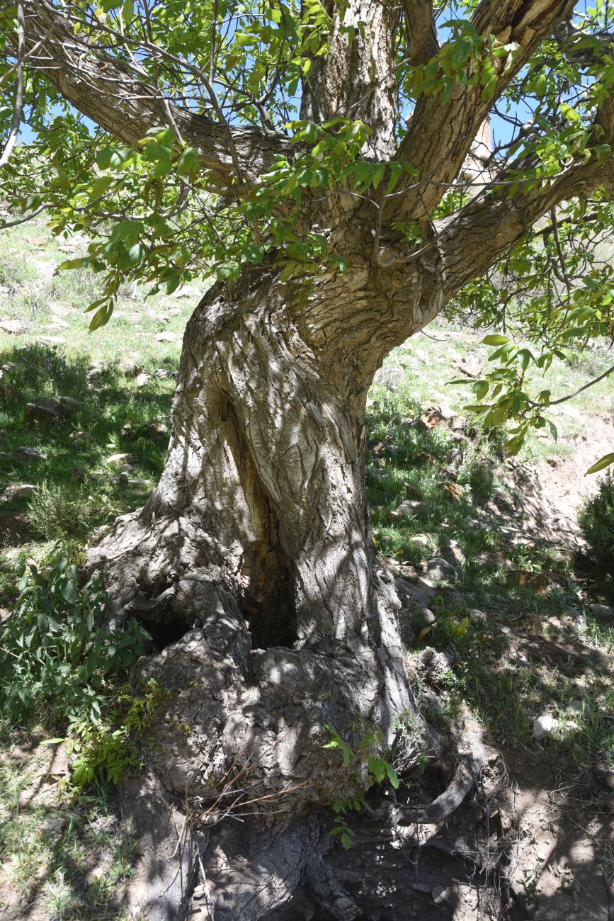Image of Juglans regia specimen.