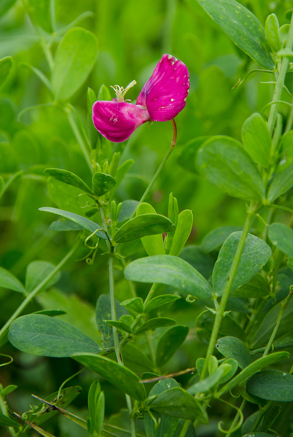 Изображение особи Lathyrus tuberosus.