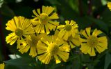 View full-size image Helenium autumnale