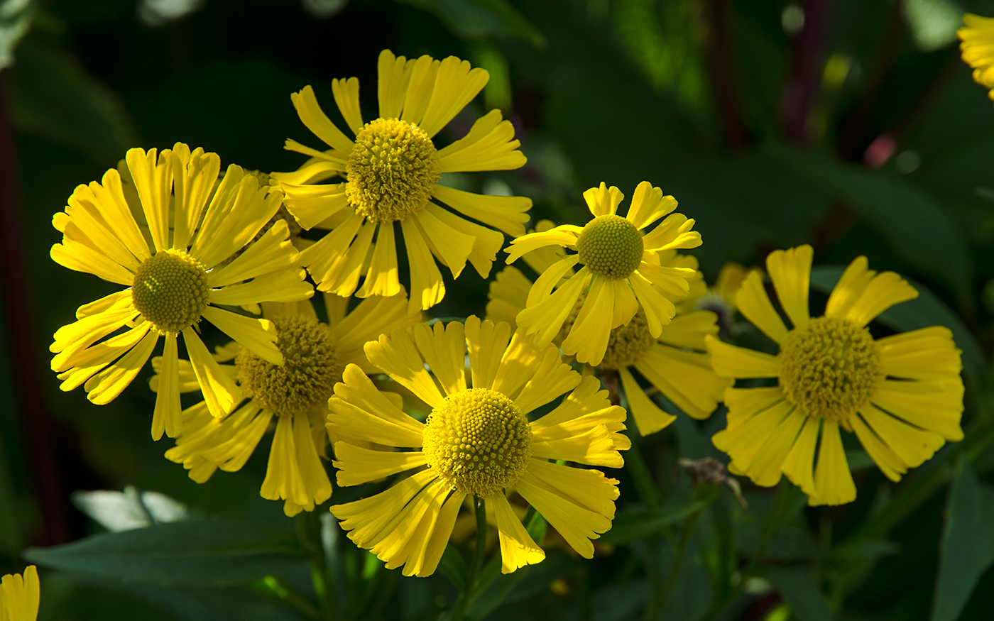 Image of Helenium autumnale specimen.
