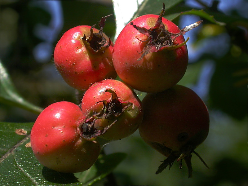 Image of Crataegus punctata specimen.
