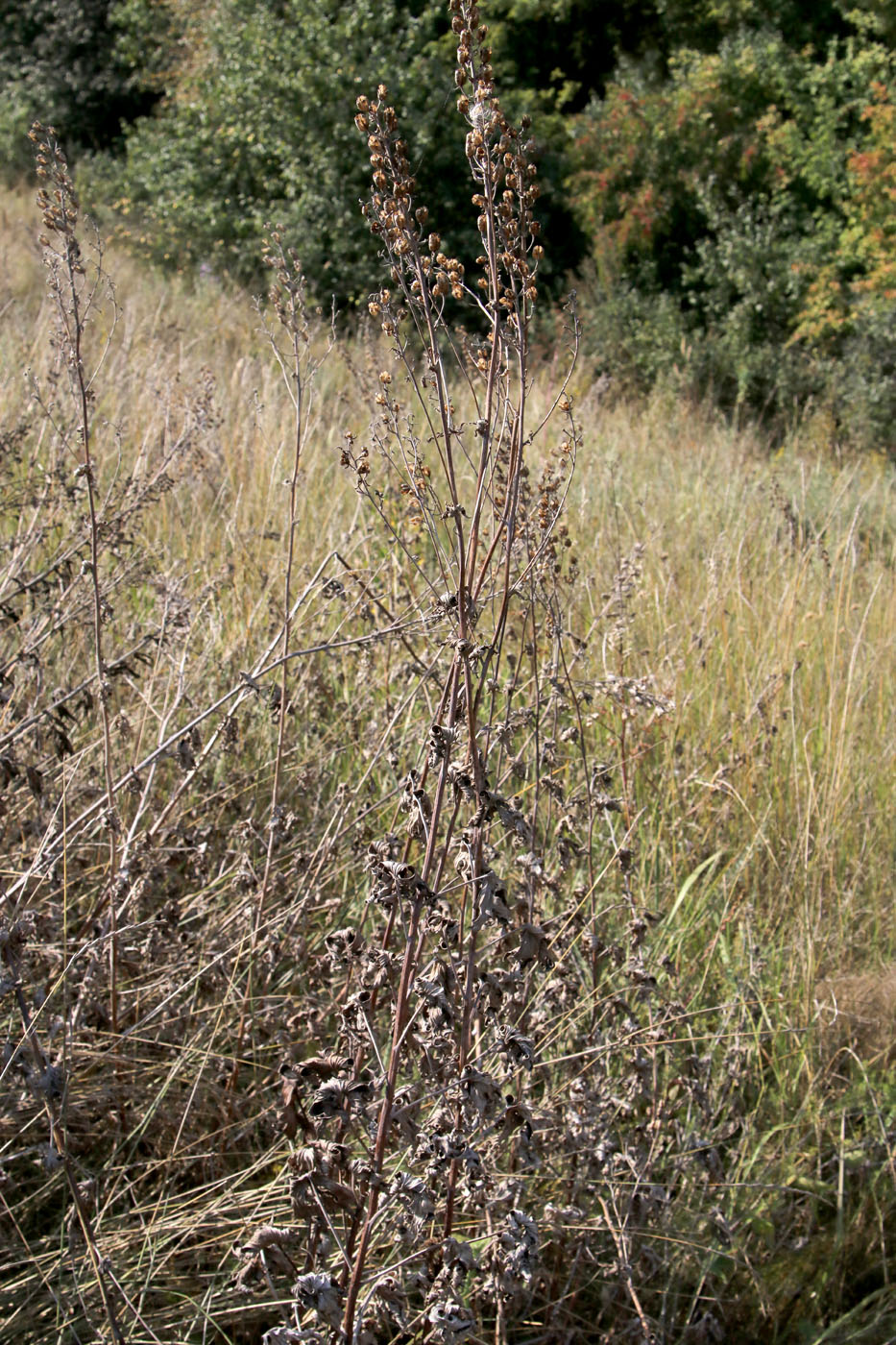 Image of Delphinium cuneatum specimen.