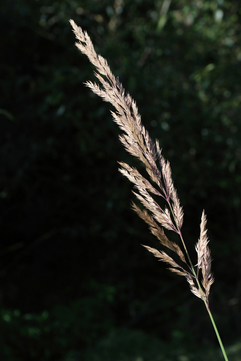 Image of Calamagrostis epigeios specimen.