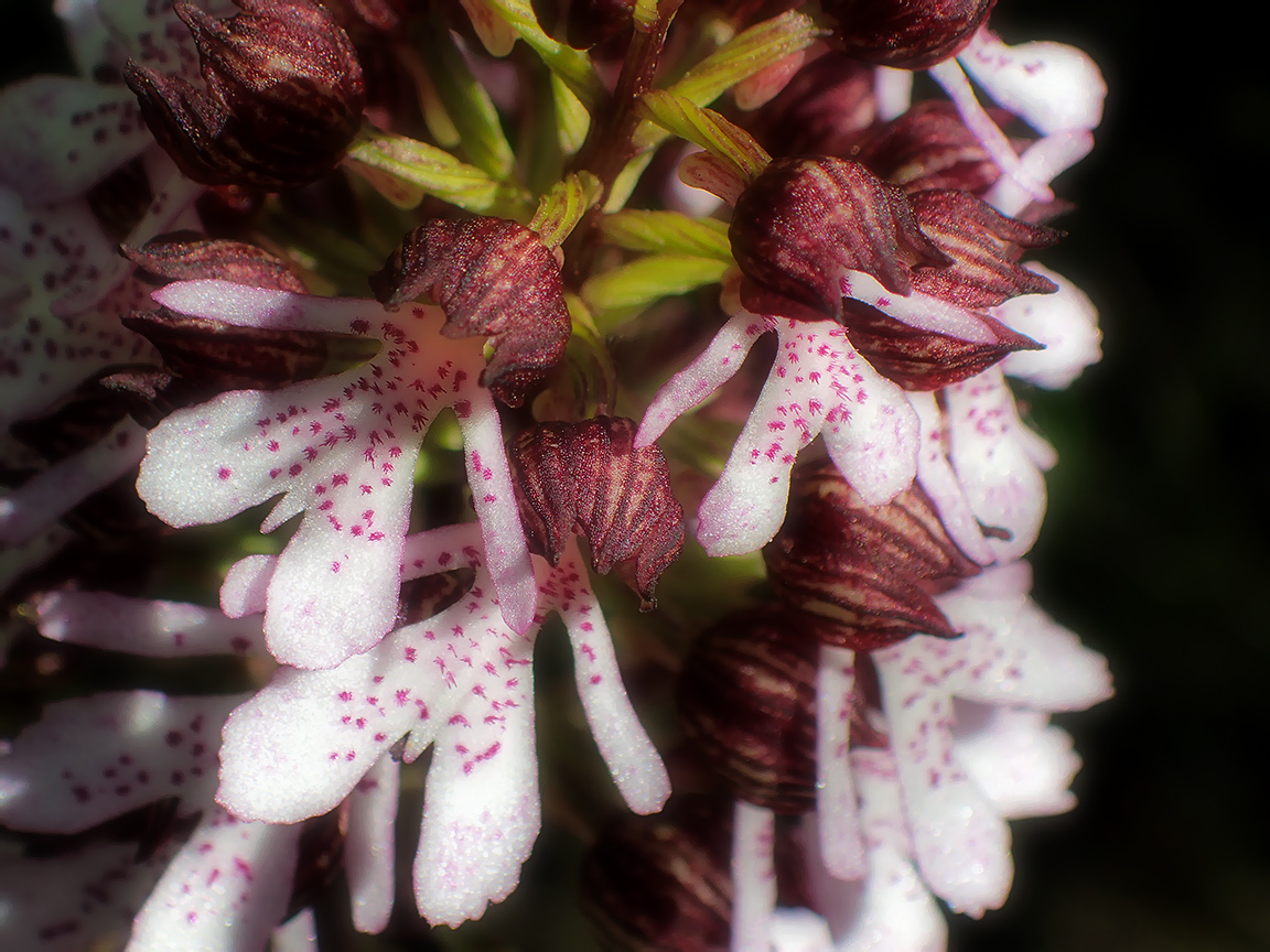 Image of Orchis purpurea specimen.