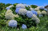 Hydrangea macrophylla