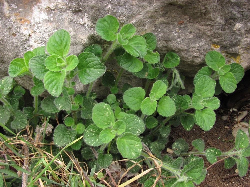 Image of Clinopodium spruneri specimen.