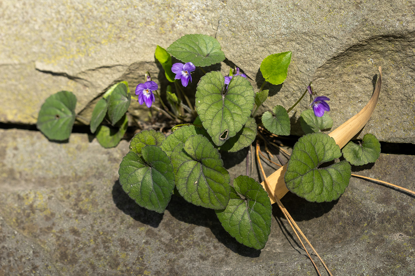 Image of Viola dehnhardtii specimen.