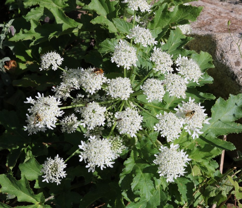 Изображение особи род Heracleum.