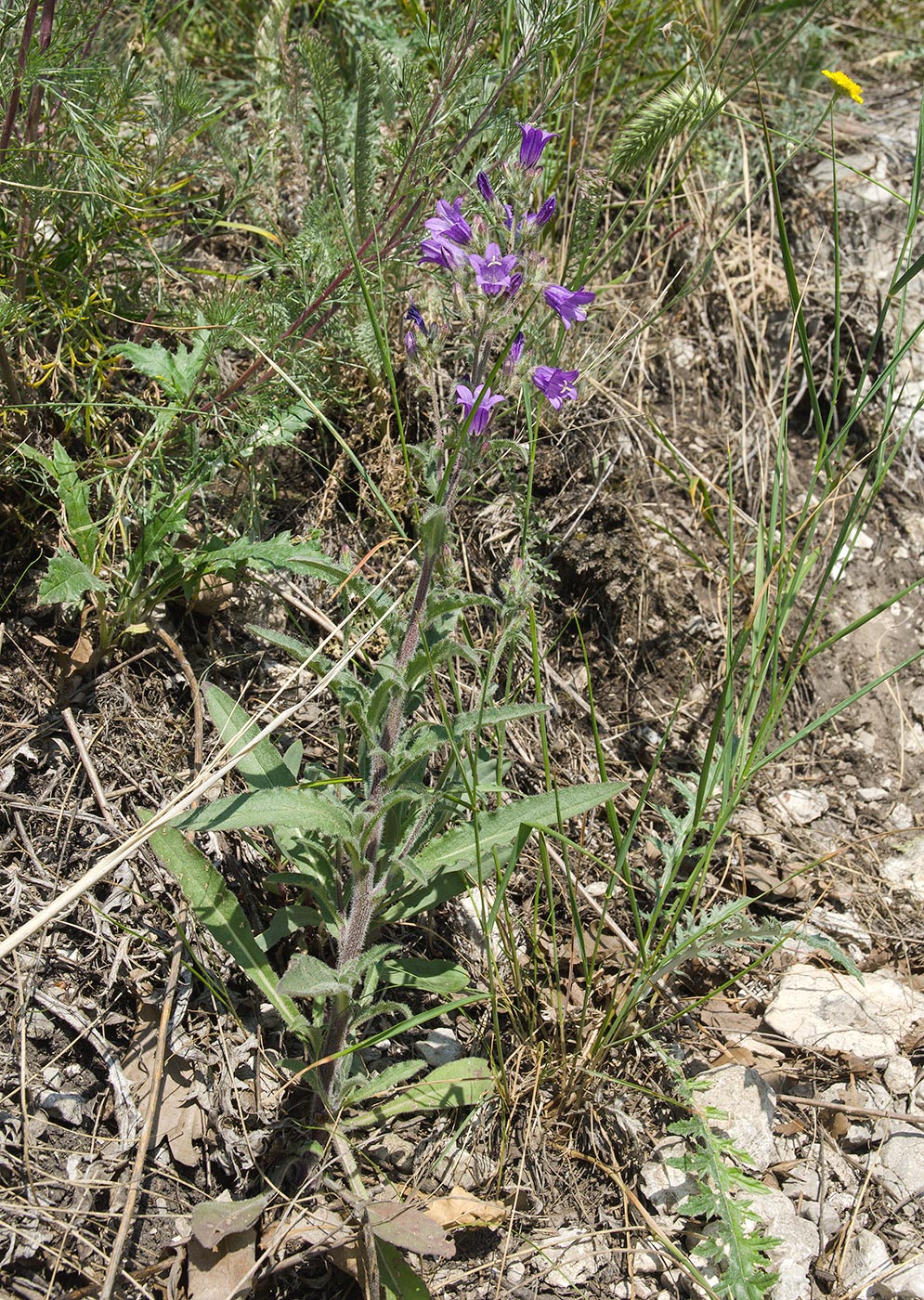 Изображение особи Campanula sibirica.