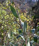 Image of taxon representative. Author is Григорий Токарев