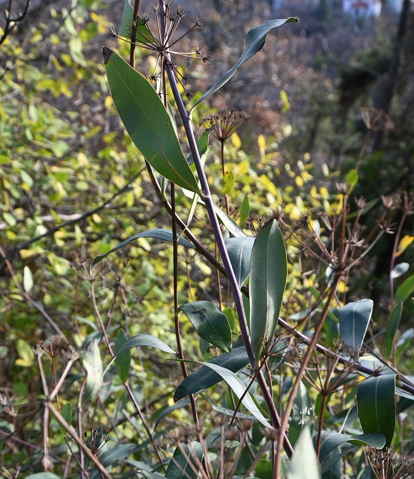 Image of Bupleurum fruticosum specimen.