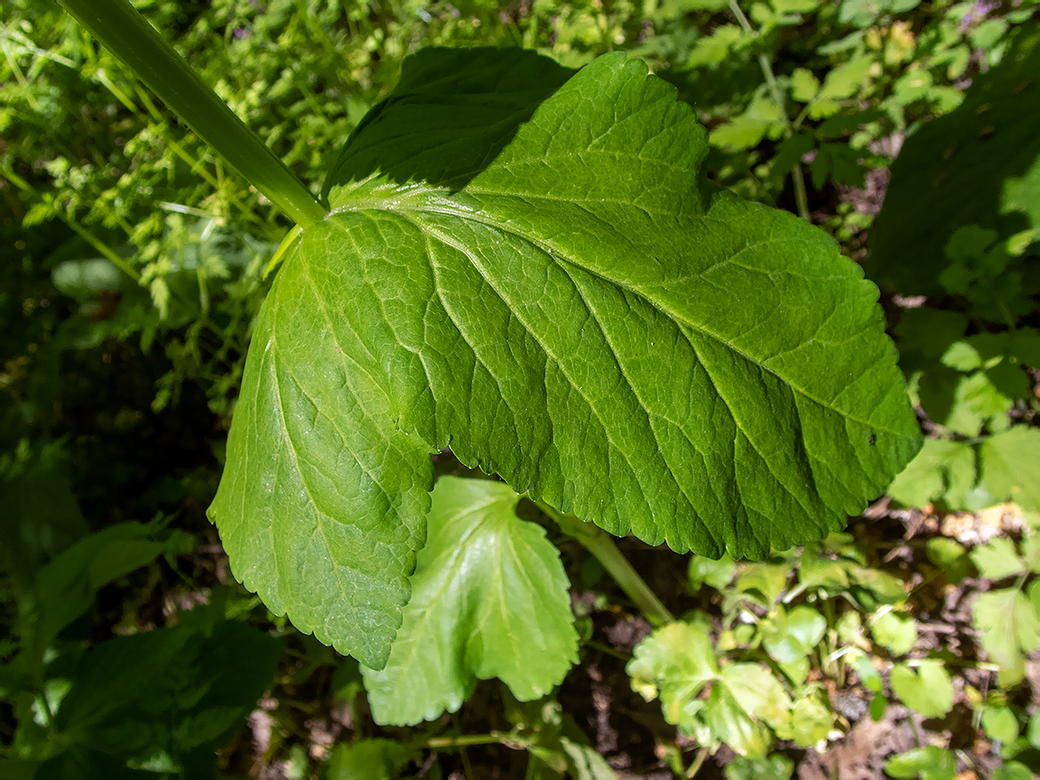 Image of Smyrnium perfoliatum specimen.