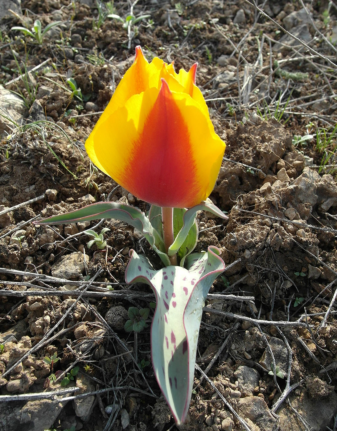 Image of Tulipa greigii specimen.