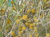 Ephedra strobilacea. Веточки с микростробилами. Узбекистан, Каракалпакстан, Кизкеткен, на равнине. 30 апреля 2026 г.