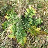 Carduus crispus