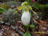 Cypripedium acaule. Венерин башмачок безстебельный. Альбинос. Cypripedium acaule. В природе. Галифакс. 30.05.2010.