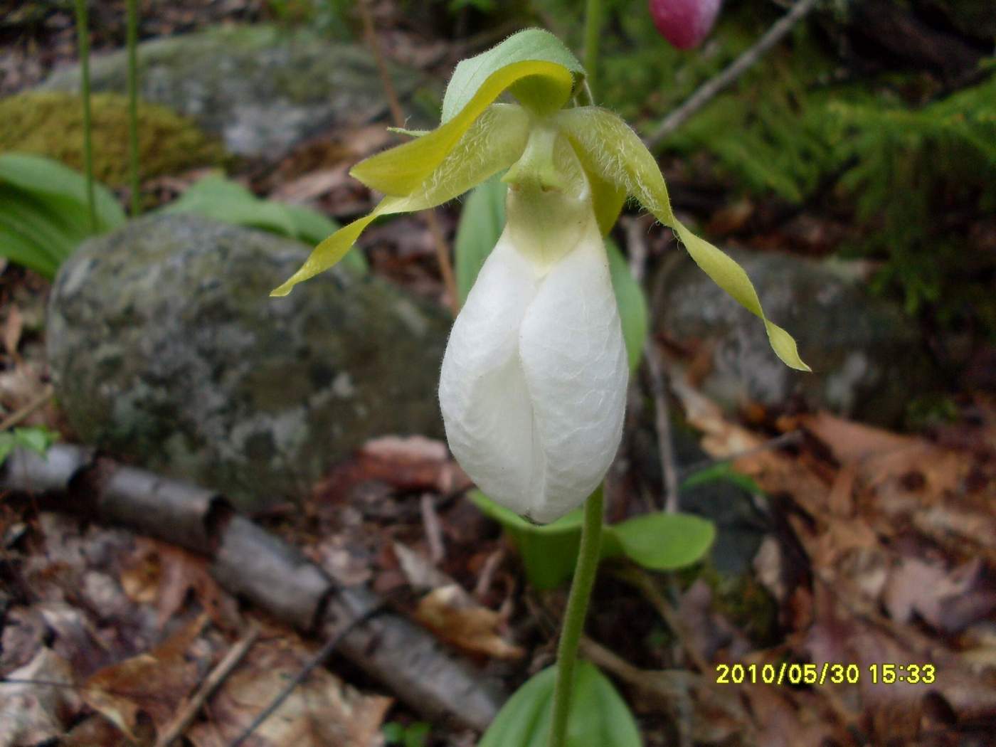 Image of Cypripedium acaule specimen.