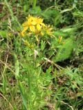 Hypericum perforatum. Верхняя часть цветущего растения. Казахстан, Туркестанская обл., предгорья хр. Таласский Алатау, окр. с. Жабаглы. 7 июня 2026 г.