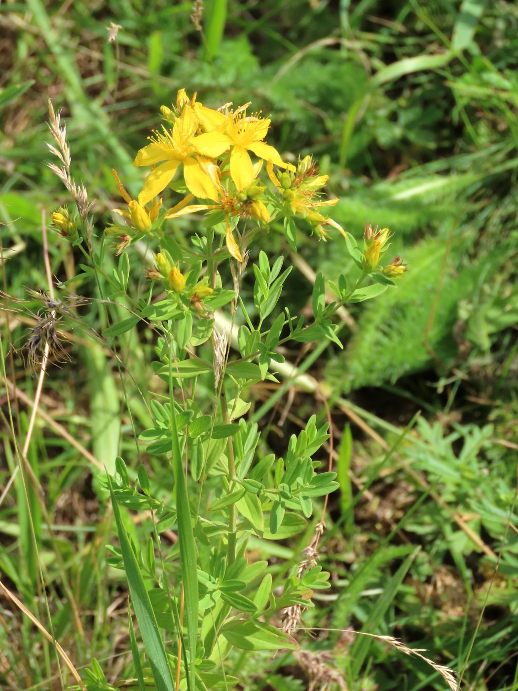 Изображение особи Hypericum perforatum.