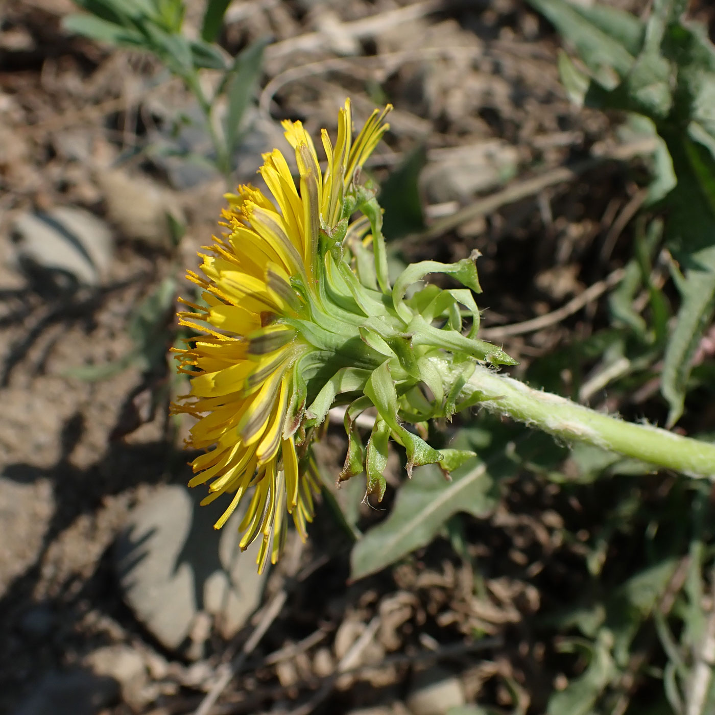 Image of Taraxacum scariosum specimen.