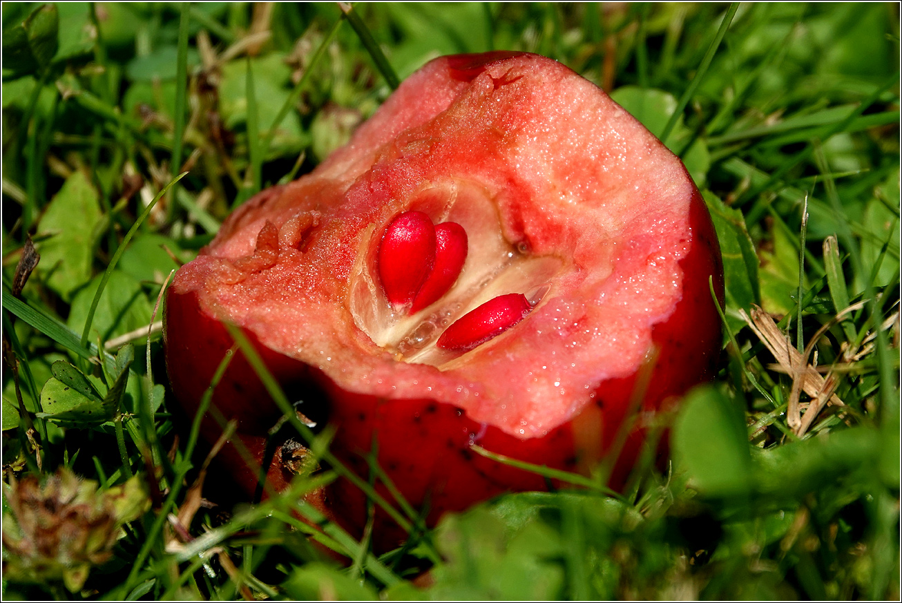 Изображение особи Malus niedzwetzkyana.