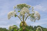 Heracleum sosnowskyi. Верхушка побега с соцветиями. Ленинградская обл., Лужский р-н, окр. пос. Володарское, край возделываемого поля. 26.07.2026.