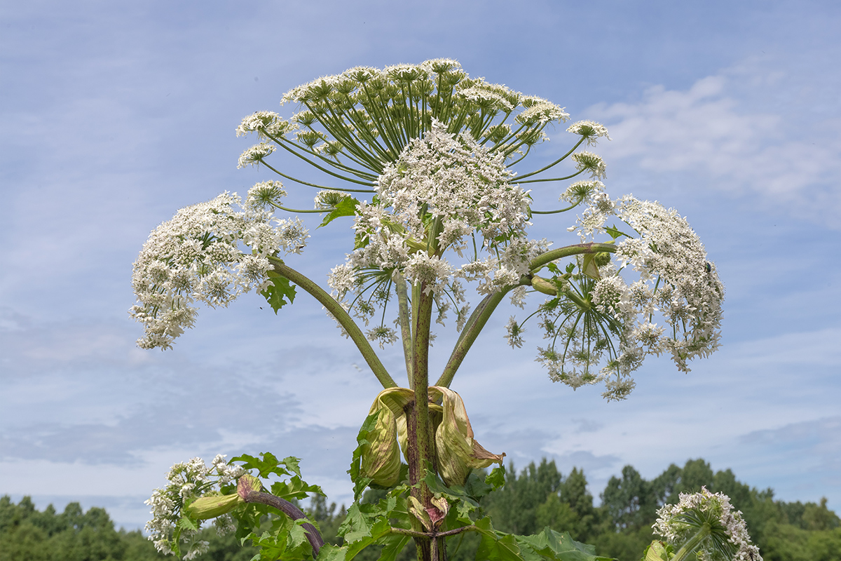 Image of Heracleum sosnowskyi specimen.
