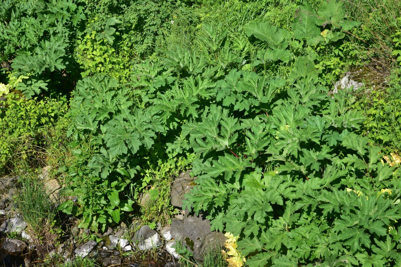Image of genus Heracleum specimen.