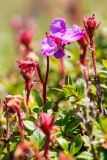 Rhododendron redowskianum. Верхушки побегов с цветком и плодом. Хабаровский край, р-н имени Лазо, гора Ко, выс. ≈ 1920 м н.у.м., горная тундра. 02.08.2026.