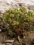 Valerianella turgida
