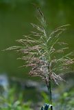 Phragmites australis. Соцветие. Московская обл., окр. г. Железнодорожный, дол. р. Чёрная, берег реки, у воды. 07.08.2026.