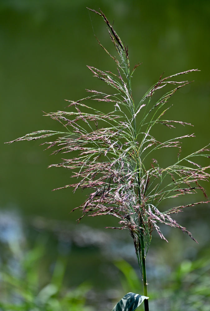 Image of Phragmites australis specimen.