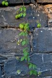 Cardiospermum grandiflorum. Часть побега цветущего и плодоносящего растения. Португалия, о-в Мадейра, г. Фуншал, на каменной стене. 19.08.2025.