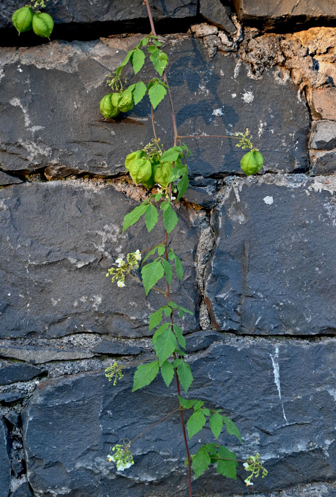 Image of Cardiospermum grandiflorum specimen.