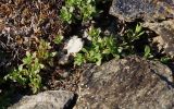 Thymus paucifolius. Верхушки побегов. Полярный Урал, басс. р. Собь, верховья ручья Кемьрезьрузь, средняя часть склона горы, среди камней. 12.08.2026.