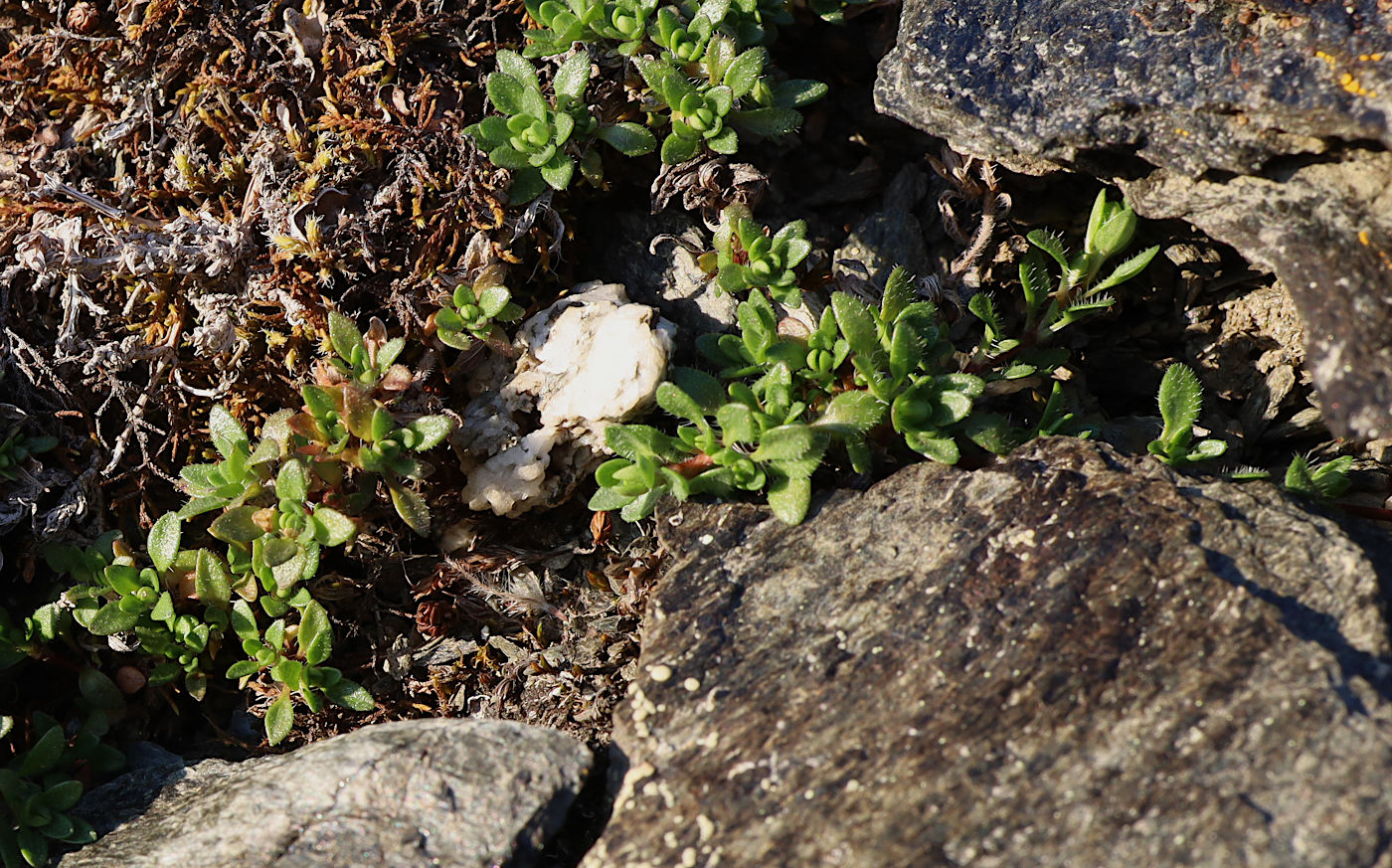 Image of Thymus paucifolius specimen.