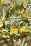 Iljinia regelii
