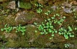 Cymbalaria muralis. Цветущие растения. Португалия, округ Авейру, природный парк Бусаку, ≈ 500 м н.у.м., на поросшей мхами каменной стене. 14.06.2026.